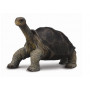 Collecta - Tortoise Pinta Island