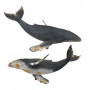 Collecta - Hump Back Whale