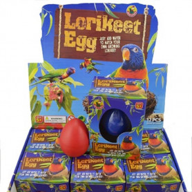 Growing Pet Lorikeet Egg