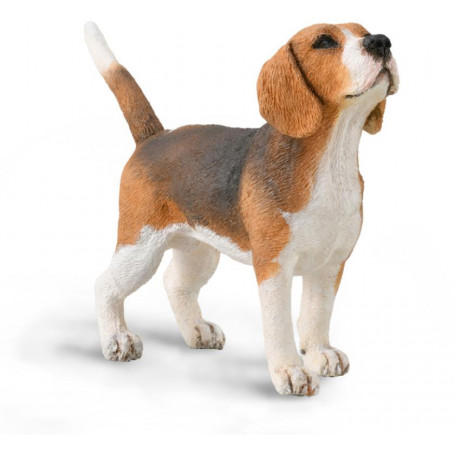 Beagle (M)