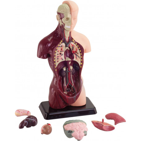 Ausgeo - Human Anatomy Model 27cm 8 Pieces