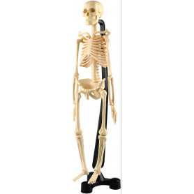 Ausgeo - Mini-Skeleton 46 cm
