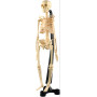 Australian Geographic - Mini-Skeleton 46 cm