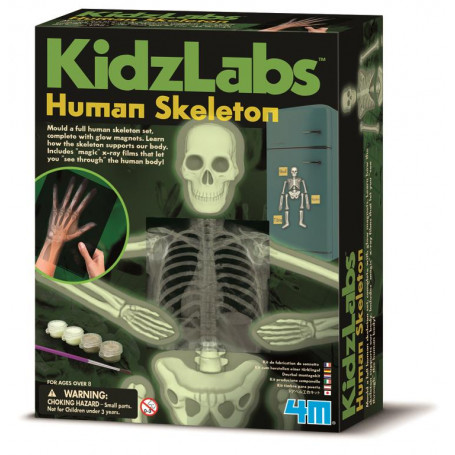 Kidz Labz Human Skeleton