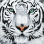 Crystalart - White Tiger, 30X30cm Kit