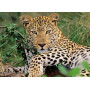 Ravensburger - Lounging Leopard 100Pc