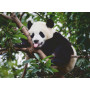Rburg - Panda Bear 500pc