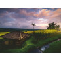 Rburg - Bali Rice Fields 500pc