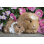 Rburg - Guinea Pigs & Bunnies Puzzle 2x12pc