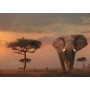 Rburg - Elephant of the Massai Mara 1000pc