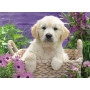 Ravensburger - Sweet Golden Retriever Puzzle 500pc