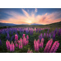 Rburg - Lupines 500pc