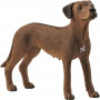 Schleich - Rhodesian Ridgeback