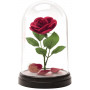 BEAUTY AND THE BEAST - ENCHANTED ROSE LIGHT