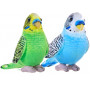 Living earth Mini Budgie Assorted Colours