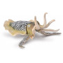 Collecta COMMON CUTTLEFISH (XL)