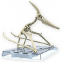 Plannosaurus Pteranodon